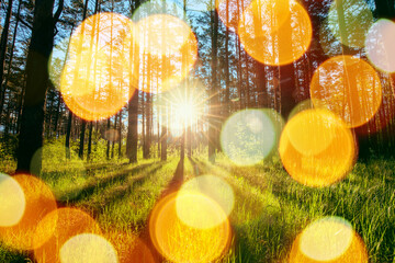 Poster - Amazing Sunset Sunrise Sunny Summer Coniferous Forest. Sunlight Sunbeams Through Woods In Forest Landscape. Scenic View Bright Sunbeams. Bokeh, Boke Woods With Sunlight Yellow Warm Colors of Nature.