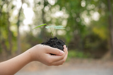 Wall Mural - .World environment day concept with girl holding small trees in both hands to plant in the ground. hand holding small tree for planting in forest. green world. morning light on nature background.