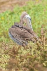 Canvas Print - Close-up shot of a Galapagos Brown Pelican perched on a branch