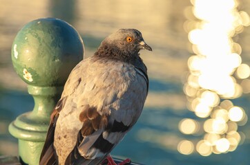 Sticker - Closeup shot of a rock pigeon (Columba livia) perched on a wooden railing on a blurred background