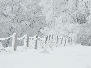 Sticker - Scenic view of a rural forest landscape in winter covered in white snow