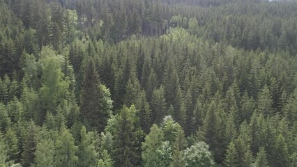 Canvas Print - Aerial view of a pine tree forest