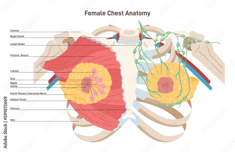 Female chest anatomy. Mammary gland, duct and lobular structure.