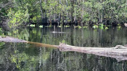 Poster - Alligator slowly moves on the surface of the murky swamp water