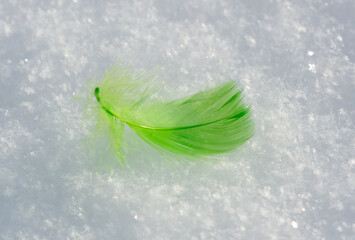 Green feather on white snow in winter. Close-up