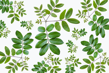 Wall Mural - pattern of litchi sprouts and leaves isolated on white background