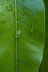 Wall Mural - green mango leaf with drops of water in close up and detail 