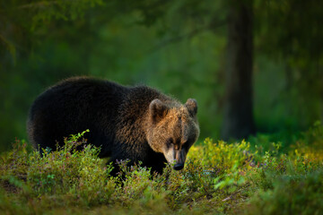 Wall Mural - Portrait of a young Eurasian Brown bear in a forest