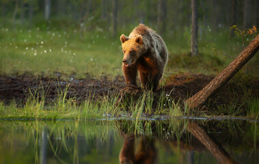 Wall Mural - eurasian brown bear standing by a pond in forest in summer
