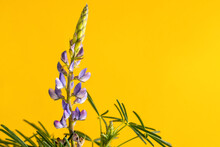 Blue Annual Wild Lupin Lupinus Angustifolius On A Uniform Yellow Background That Highlights Its Beautiful Blue Flowers. Fine Art.