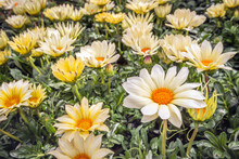 Flowering Yellow Hearted White Cape Marguerite Plants From Close. The Photo Was Taken In A Dutch Plant Nursery.