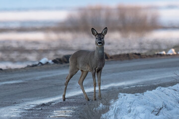 beautiful wild roe deer on the road 