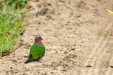 Fototapeta Tęcza - Grey-capped Emerald Dove or Common Emerald Dove resting on the safari track at Kaziranga National Park.