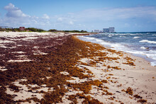 Florida Beach Covered With Atlantic Seaweed Sargassum