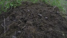 Group Of Dung Beatles Insects On Soil Ground In The Forest