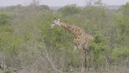 Poster - Closeup footage of a giraffe eating green leaves on a tree during an African safari