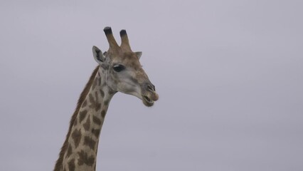 Canvas Print - Closeup footage of a giraffe eating leaves from a tree against the gloomy sky