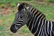 Beautiful closeup portrait of a zebra in a zoo