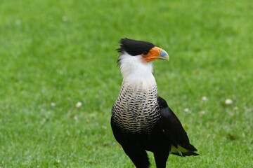 Wall Mural - Closeup of a beautiful northern crested caracara in a field