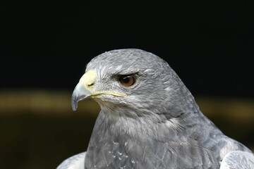 Wall Mural - Portrait of an alert-looking Gray Falcon