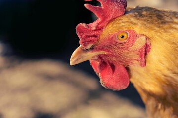 Canvas Print - Close up shot of a chicken in a barn, staring into something