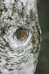 Vertical macro shot of a damaged bark of a tree on an isolated background