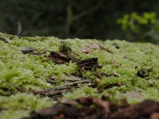 Canvas Print - Close-up shot of wooden pieces covered in green moss in the forest in autumn