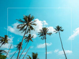 White thin line frame on summer background with many tall of tropical coconut palm tree on blue sky on sunny day, summertimes scene, holiday vacation poster concept.