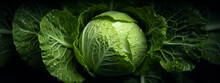 A Single Cabbage Head Rests Among Its Leaves, The Play Of Light And Shadow Highlighting Its Texture And Form. Top View.