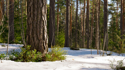 Wall Mural - Forest scenery with melting snow. Early spring concept.