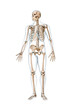 © Matthieu - Front view of accurate full human skeleton with body male silhouette 3D rendering illustration isolated on white with copy space. Anatomy, blank medical diagram, skeletal system, science concept.