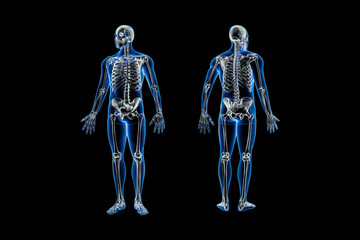 Wall Mural - xray front and back views of full human skeleton with male body 3d rendering illustration isolated o
