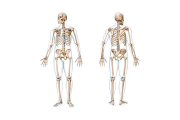 Wall Mural - front and back views of full human skeleton with male body 3d rendering illustration isolated on whi