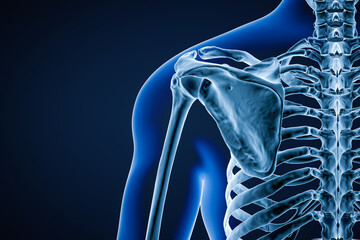Wall Mural - posterior or back view of accurate human scapula bone or shoulder blade adult male body contours 3d 