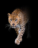 Fototapeta Sawanna - portrait of a leopard in black background walking toword you