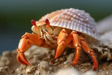 Hermit Crab With Shell On Its Back