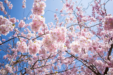 Sticker - Pink Cherry Blossom tree in spring, Sakura,