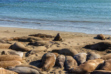 Wall Mural - Elephant seals, mirounga angustinostris, group sleeping on the sand in a late afternoon at Elephant Seal Vista Point, along Cabrillo Highway, Pacific California Coast, USA.