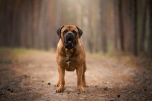Amazing Boerboel Dog Breed In The Forest