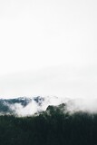 Fototapeta Na ścianę - Vertical shot of evergreen trees in a forest and mountains covered with fog
