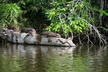 Sea Otter Family Sleeping At Tree Trunk On Sandoval Lake With Forest Background. Endangered Species Sea Otters. Selective Focus.