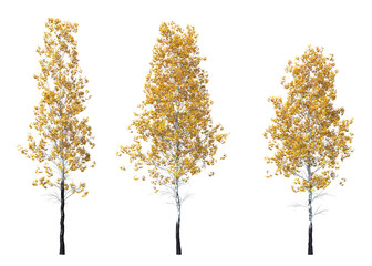 populus tremuloides, quaking aspen, trembling aspen, american aspen, trembling poplar, white poplar,