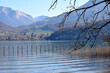 Annecy lake landscape, view from st jorioz on mountains , lake and reeds
