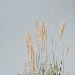 Naklejka na meble Aesthetic nature composition with dries grass stems. Abstract natural background of soft plants