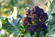Purple Sprouting Broccoli Growing On An Allotment In Afternoon Sunshine