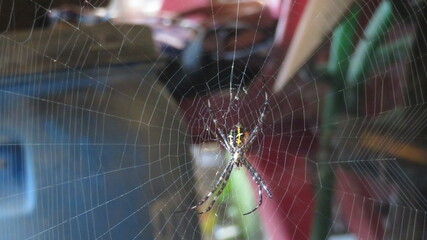 Argiope anasuja wild animal spider on his nest big black spider