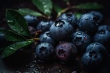 Fototapeta Storczyk - Fresh natural antioxidant blueberries pile, macro detailed close up