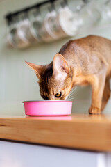 Wall Mural - Adorable abyssinian kitty standing with tail up close to pink bowl with feed and looking at it on white background on wooden table on kitchen. Cute purebred kitten going to eat.