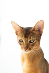 Wall Mural - Purebred abyssinian young cat portrait isolated on white. Advertising concept calm obedient kitten .