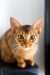 Wall Mural - Vertical portrait of one domestic cat of Abyssinian breed with yellow eyes and red short hair sitting on shelf on white background and look in camera.